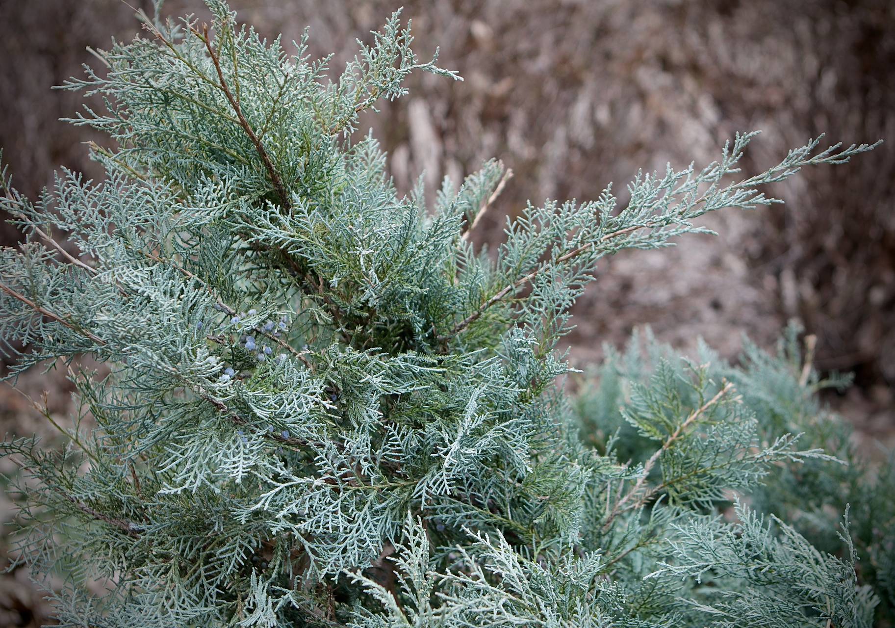 Photo of Blue Pfitzer Juniper